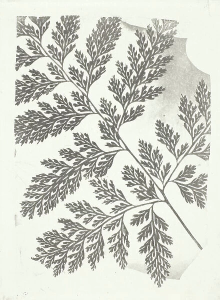 Branch of a Fern, c. 1853  /  58. Creator: William Henry Fox Talbot