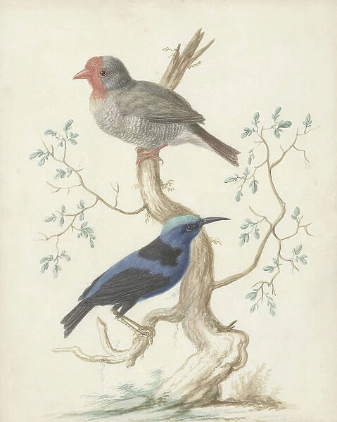 Bresiljan / breiljaan and hummingbird, 1658-1727. Creator: Johannes Bronkhorst