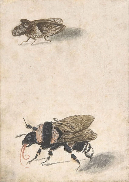 A Bumble Bee and a Fulgoroid, 17th century (?). Creator: Anon