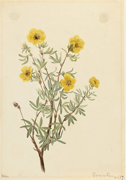 Bush Cinquefoil (Potentilla fruticosa), 1917. Creator: Mary Vaux Walcott