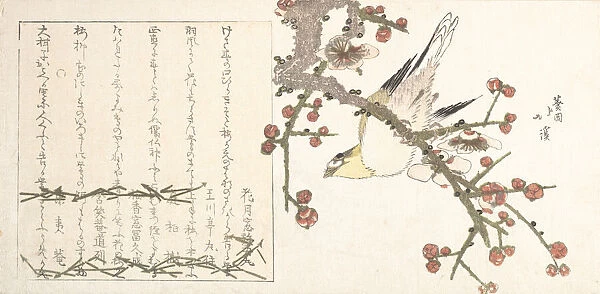Bush Warbler on a Plum Branch (Ume ni uguisu), early 19th century. Creator: Totoya Hokkei