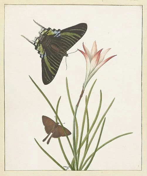 Two butterflies with a lily, 1747-1802. Creator: Paulus Knogh