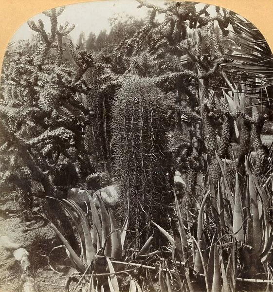 Cactus Garden, Cragin Place, Lake Worth, Florida, c1900. Creator: BL Singley