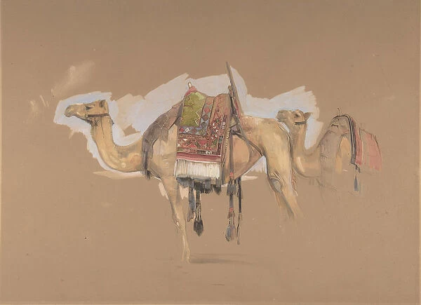 Two Camels, ca. 1843. Creator: John Frederick Lewis