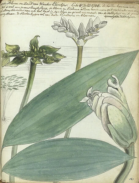 Cape flower, (Aponogeton distachium), 1786. Creator: Jan Brandes