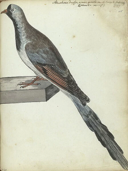 Cape pigeon, 1787. Creator: Jan Brandes