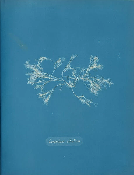 Ceramium ciliatum, ca. 1853. Creator: Anna Atkins
