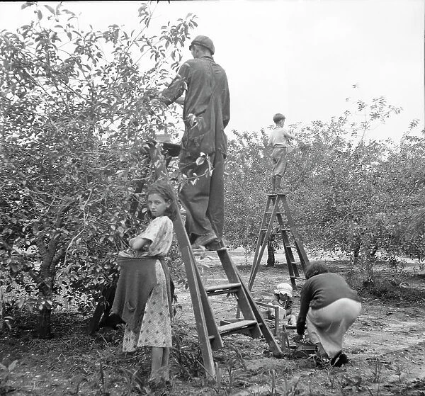 Cherry pickers near Millville, New Jersey, 1936. Creator: Dorothea Lange