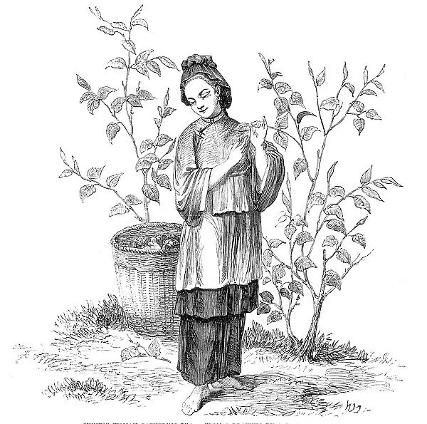 Chinese Woman gathering Tea - from a drawing by a Chinese artist, 1857. Creator: Unknown