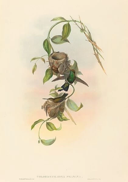 Chlorostilbona prasina (Puncherans Emerald). Creators: John Gould