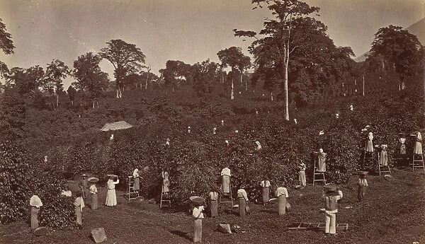 Coffee Harvesting, Las Nubes-Guatemala, 1875. Creator: Eadweard J Muybridge