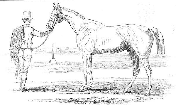 Colonel Peels 'Orlando', the winner of the Derby, drawn by J. F. Herring Sen