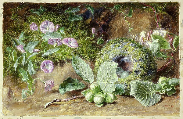 Convobuli and Nest, c. 1863. Creator: Jabez Bligh
