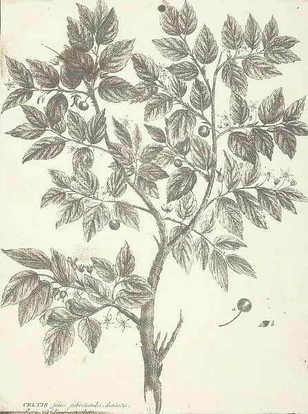 Copy of Botanical Engraving of 'Celtis', 1840  /  45
