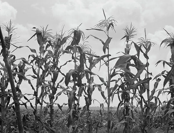 Corn, Washington County, Mississippi, 1937. Creator: Dorothea Lange