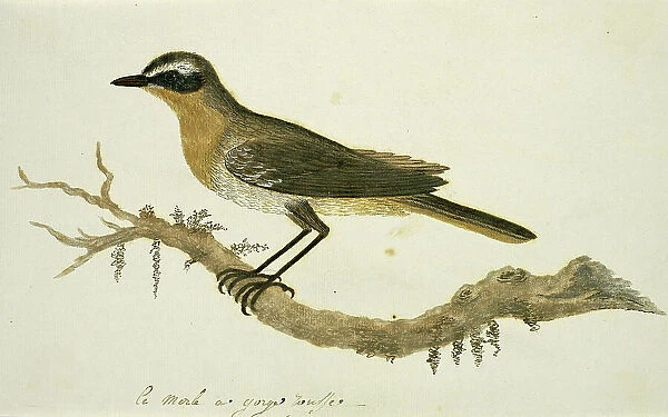 Cossypha caffra (Cape robin-chat), 1777-1786. Creator: Robert Jacob Gordon