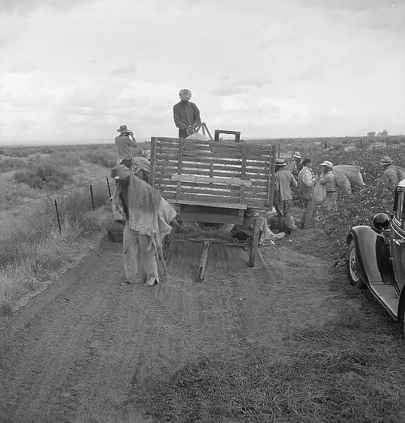 Cotton pickers emptying sacks, Kern County, California, 1938. Creator: Dorothea Lange