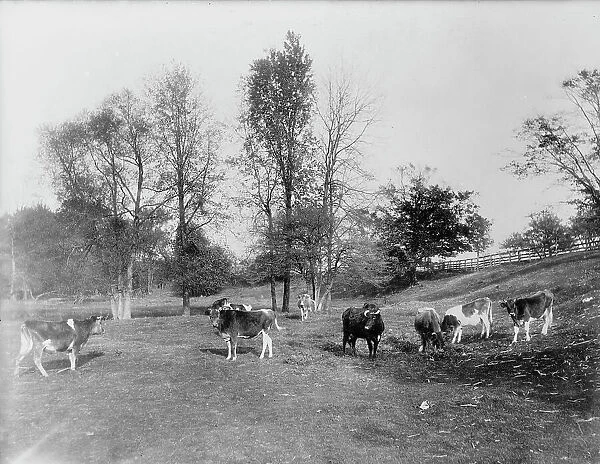 Cow pasture, Mt. Clemens, between 1880 and 1899. Creator: Unknown