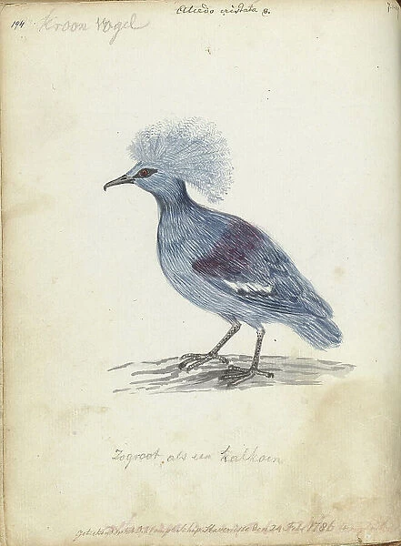 Crowned Pigeon, 1786. Creator: Jan Brandes