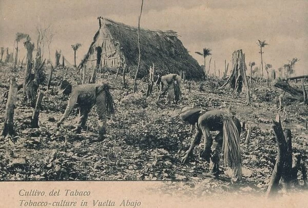 Cultivo del Tabaco. Tobacco-culture in Vuelta Abajo, c1900