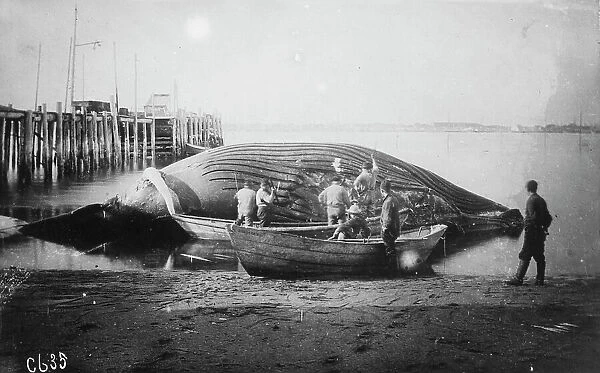 Cutting up a blue whale, between c1900 and c1930. Creator: Unknown