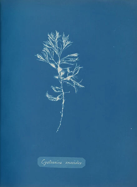 Cystoseira ericoides, ca. 1853. Creator: Anna Atkins