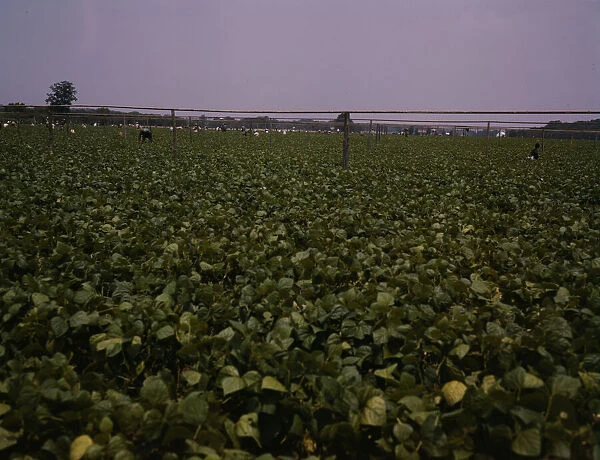 Day laborers picking string beans among the poles... Seabrook Farms, Bridgeton, N.J. 1942. Creator: John Collier