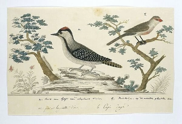 Dendropicos fuscescens (Cardinal woodpecker)and Estrilda astrild (Common waxbill), 1777-1786. Creator: Robert Jacob Gordon
