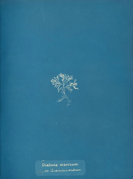 Diatoma marinum on Ceramium rubrum, ca. 1853. Creator: Anna Atkins