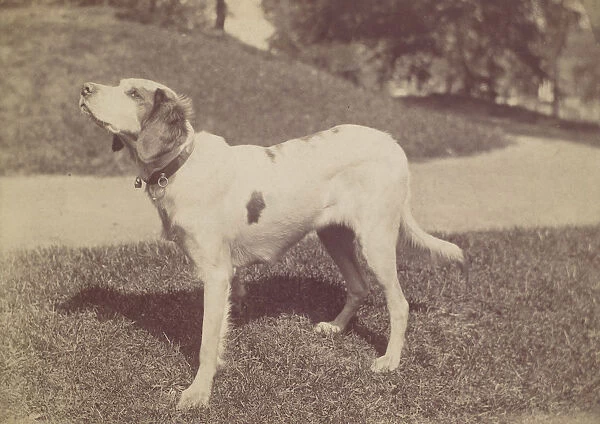Dog, 1880s-90s. Creator: Unknown