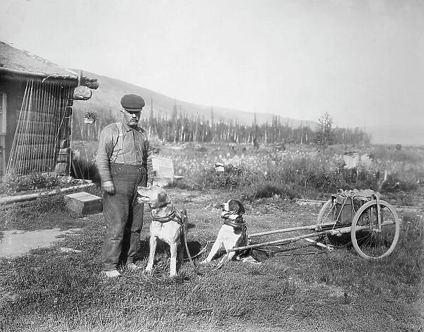 Dog cart, 1916. Creator: Unknown
