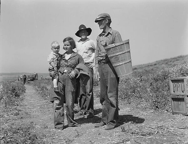Drought refugees from Oklahoma at work in the pea fields near Nipomo, California, 1937. Creator: Dorothea Lange