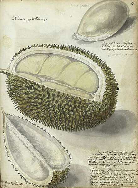 Durian, 1784. Creator: Jan Brandes