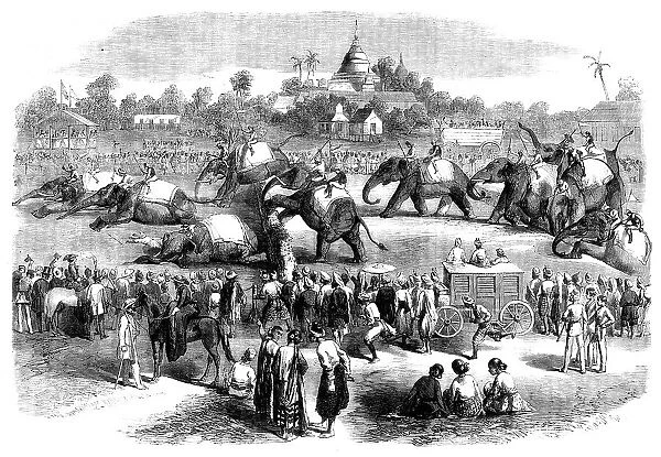 Elephant Steeplechase at Rangoon, 1858. Creator: Unknown