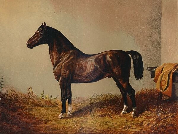 Entire Pony Hack Don Carlos, c1897. Creator: Unknown