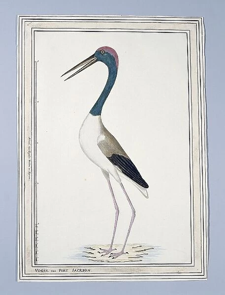 Ephippiorhynchus asiaticus ? (Black-necked stork), 1776-before 1780. Creator: John Hunter