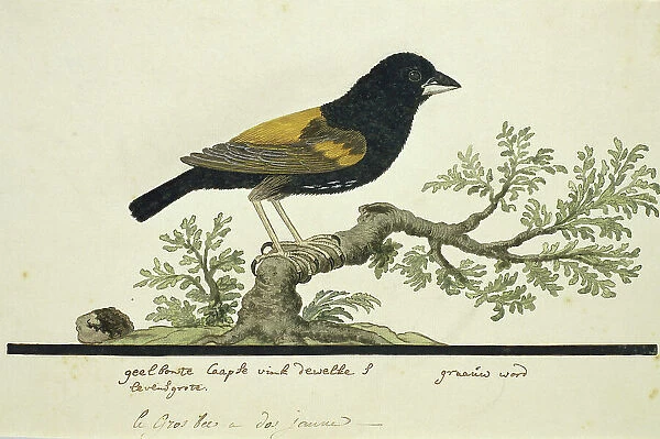 Euplectes capensis (Yellow bishop), 1777-1786. Creator: Robert Jacob Gordon