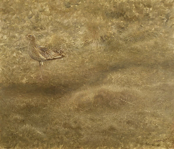 Eurasian Curlew, 1907. Creator: Bruno Liljefors