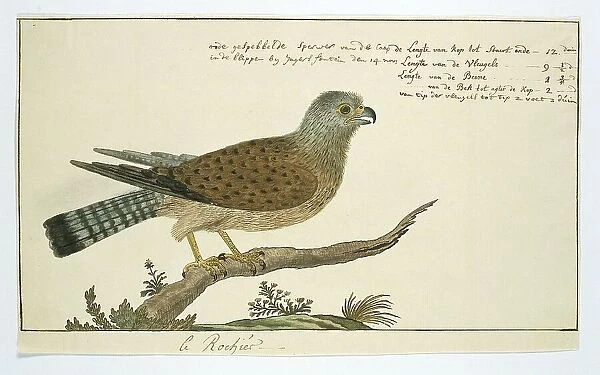 Falco tinnunculus (Common kestrel), 1778. Creator: Robert Jacob Gordon