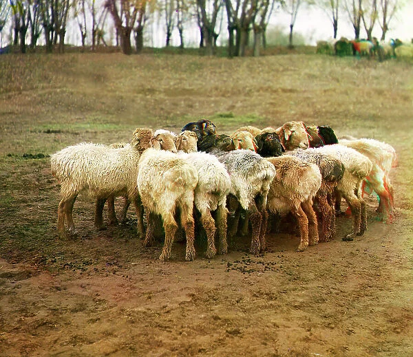 Fat [sic] sheep, Golodnaia Steppe, between 1905 and 1915. Creator: Sergey Mikhaylovich Prokudin-Gorsky