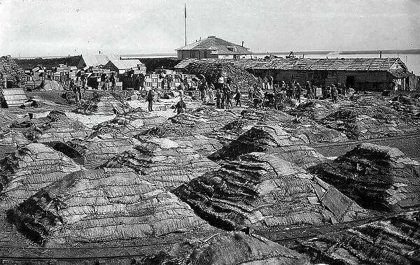 Fish salted using the dry Japanese method, folded into piles, 1910-1929. Creator: Ivan Emelianovich Larin