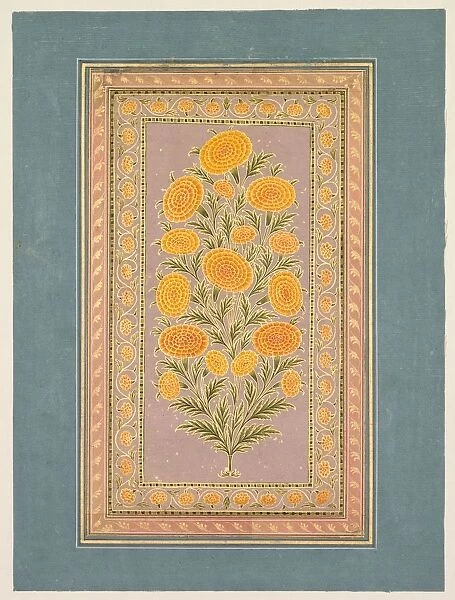 Flowering Marigold, c. 1765. Creator: Hunhar II (Indian, active mid-1700s), style of