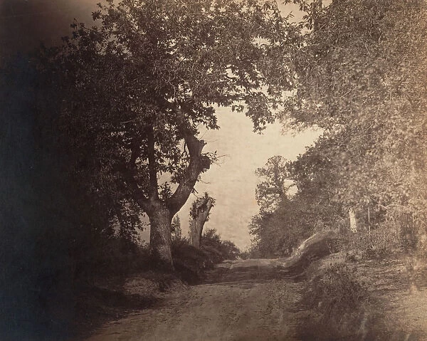 Fontainebleau, chemin sablonneux montant, ca. 1856. Creator: Gustave Le Gray
