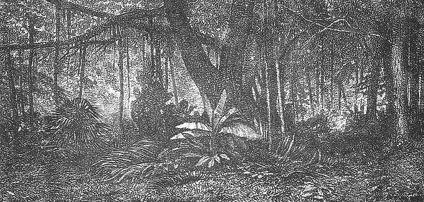 Forest in Java; Speculations concerning Former Southern Geographies, 1875. Creator: Unknown
