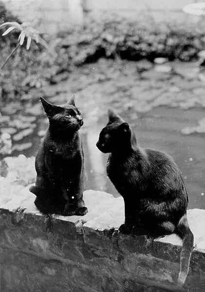 Frances Benjamin Johnston's cats, Herman and Vermin...New Orleans house, Louisiana, c1945 - 1950. Creator: Frances Benjamin Johnston