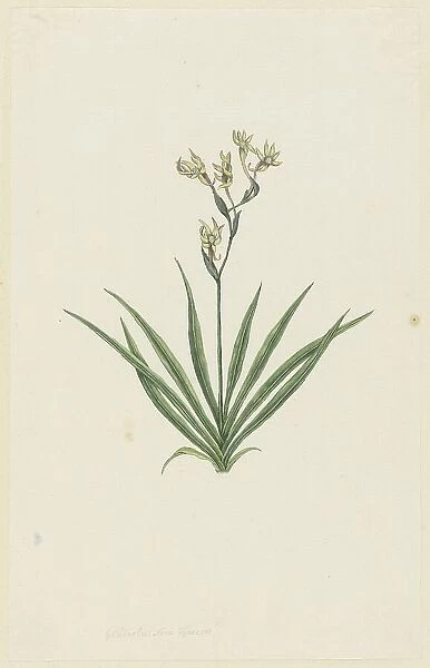 Freesia viridis (Aiton) Goldblatt & J.C. Manning, 1777-1786. Creator: Robert Jacob Gordon. Freesia viridis (Aiton) Goldblatt & J.C. Manning, 1777-1786. Creator: Robert Jacob Gordon