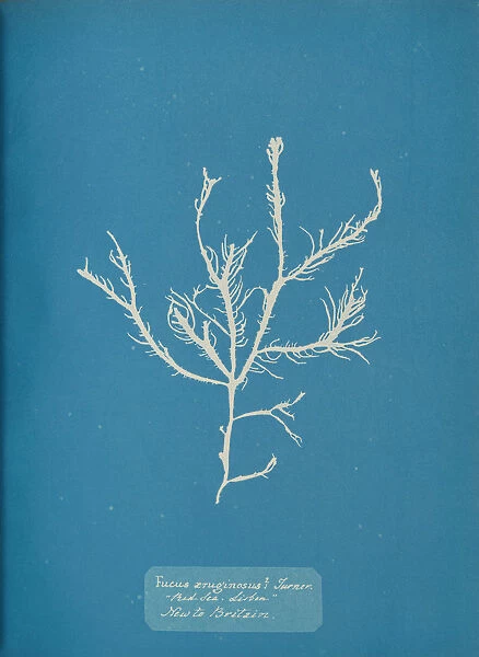 Fucus aeruginosus Turner. Med. Sea Sisbon New to Britain. ca. 1853
