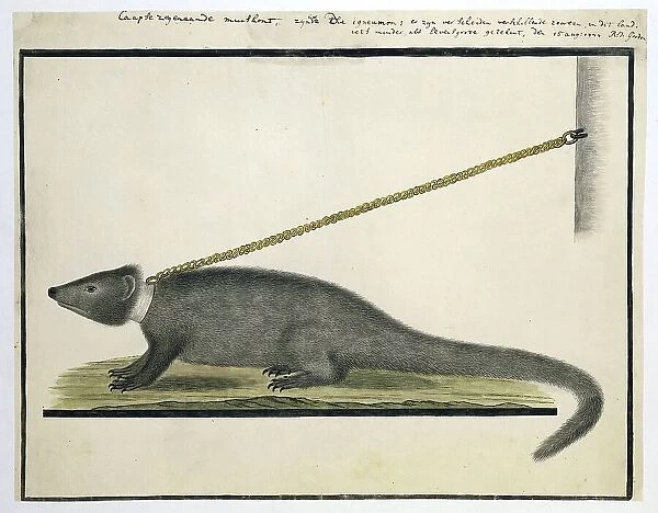 Galerella pulverulenta or Herpestes pulverulentus (Cape gray mongoose), 1777. Creator: Robert Jacob Gordon