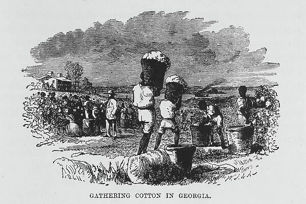 Gathering cotton in Georgia, 1882. Creator: Unknown