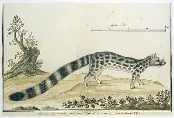 Genetta tigrina (Cape genet), 1777-1786. Creator: Robert Jacob Gordon